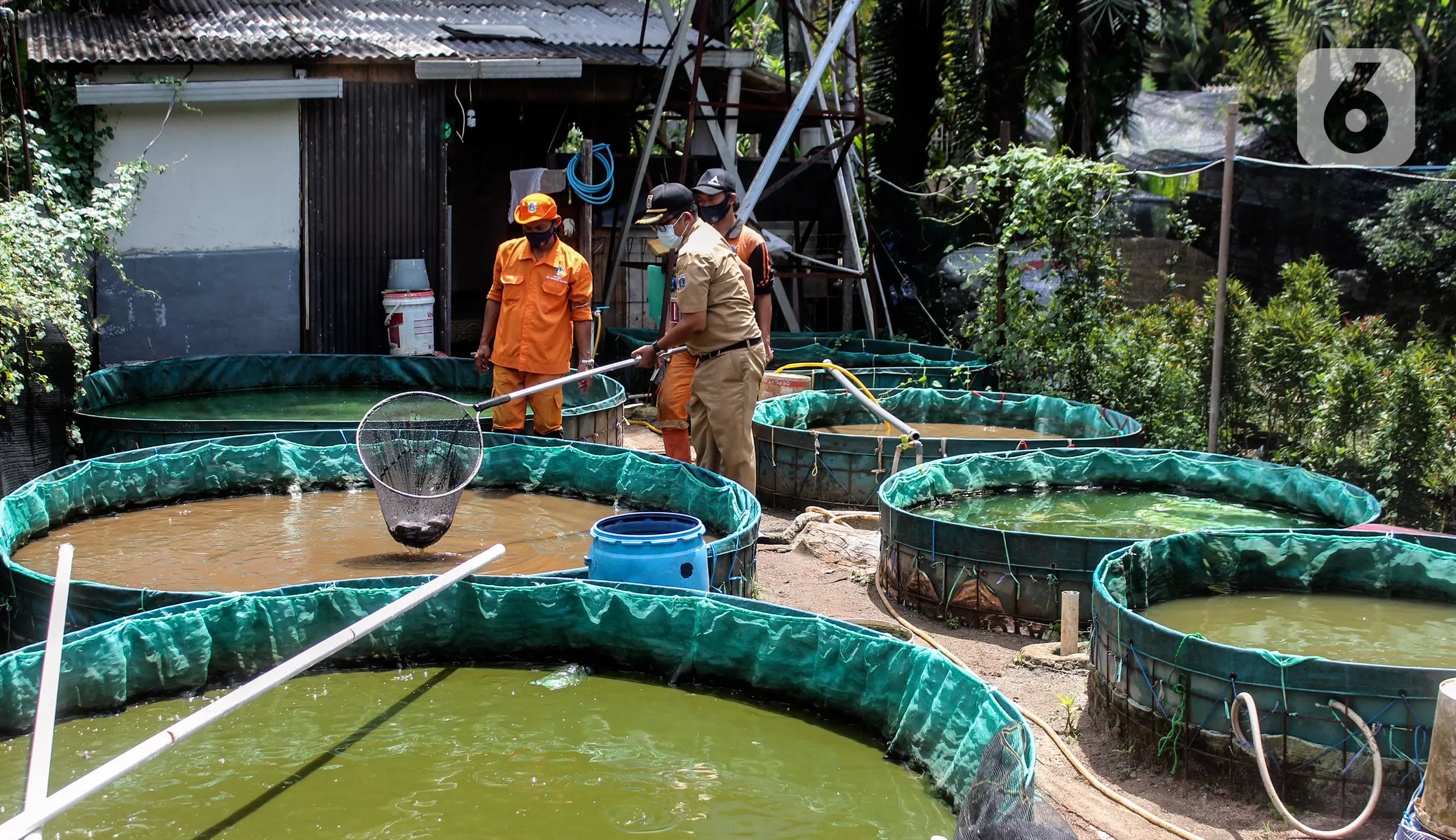 Melihat Budidaya Ikan Menggunakan Sistem Bioflok